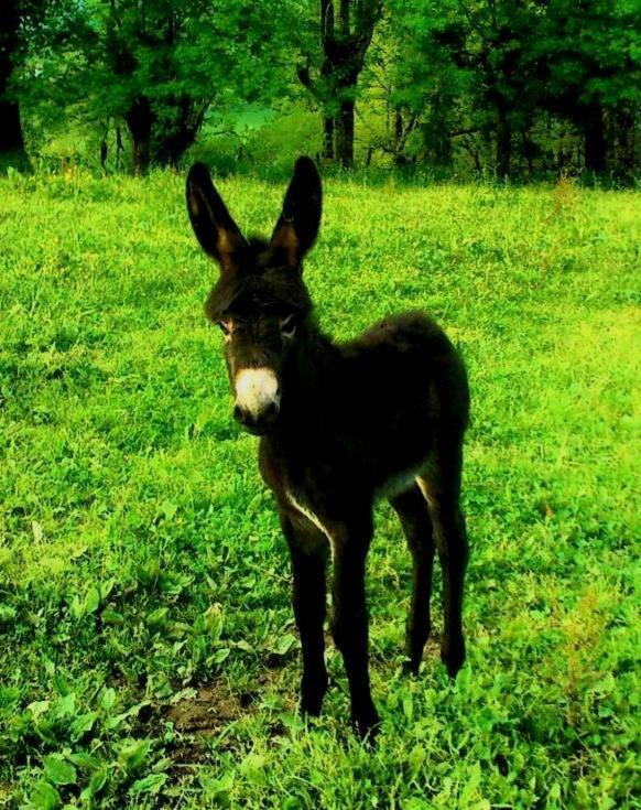 Casa Rural Aldekoa Ziga Luaran gambar